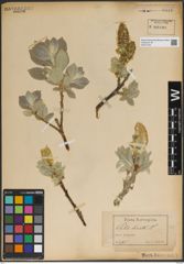 Foto von Salix lanata L.